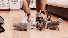 Gif of a litter of kittens. A person tries to line them up for a photo but they stumble away immediately when placed.